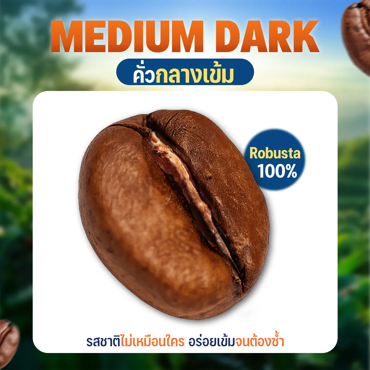 เมล็ดกาแฟคั่วกลางเข้ม Robusta100% - Image 3